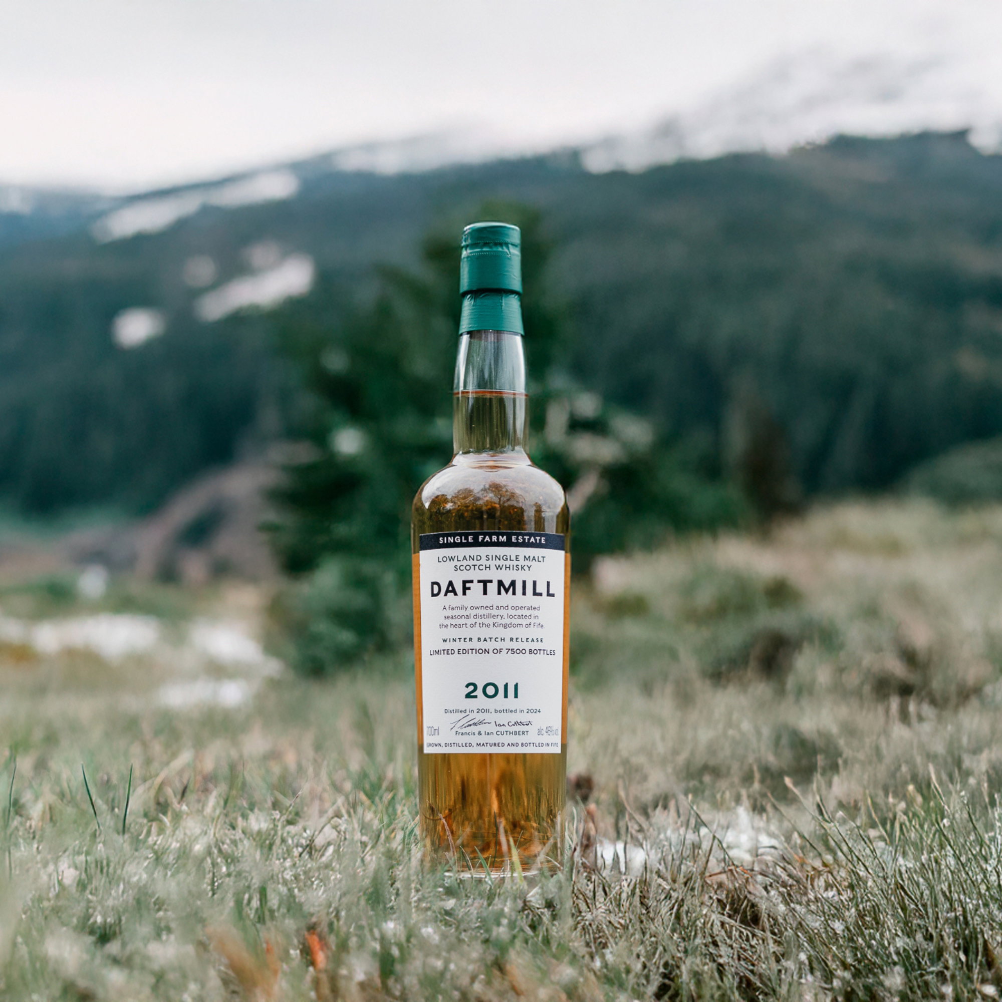 Daftmill 2011/2024 - 12  y.o. - Winter Release