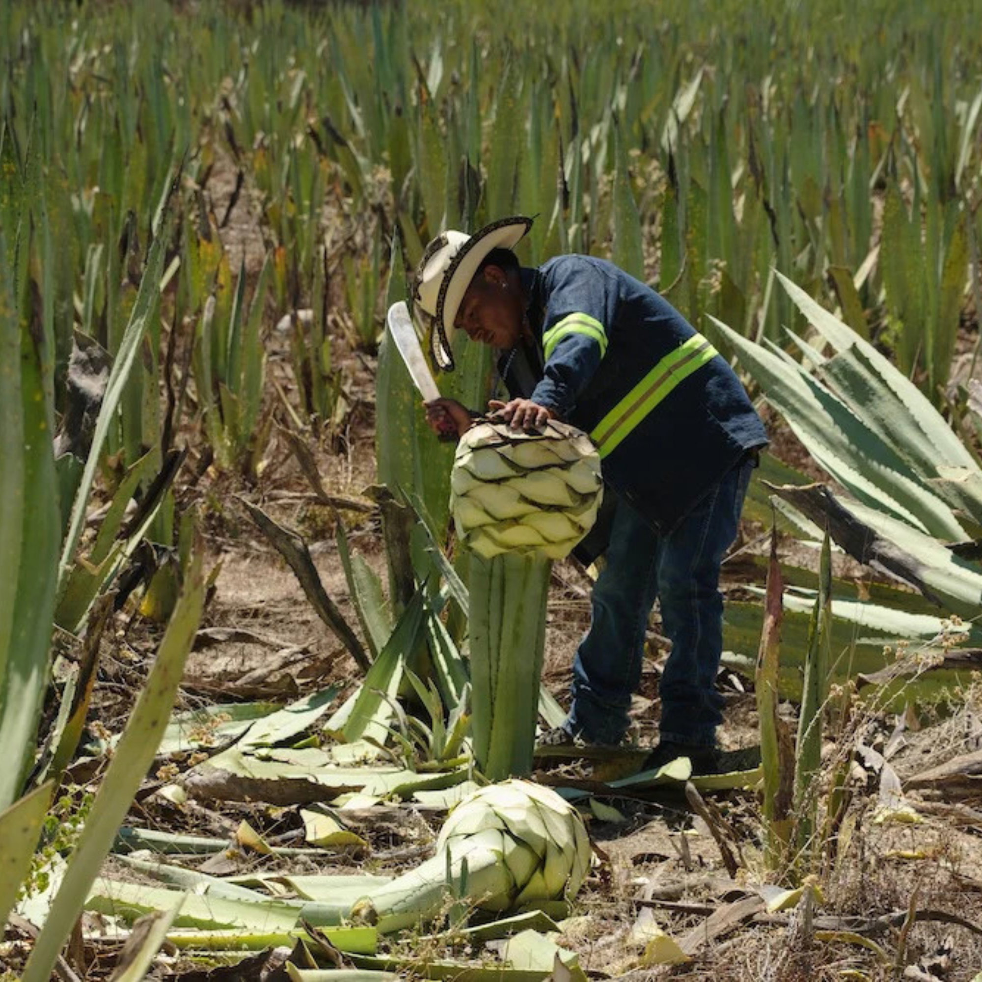 Amaras Espadin Joven Mezcal
