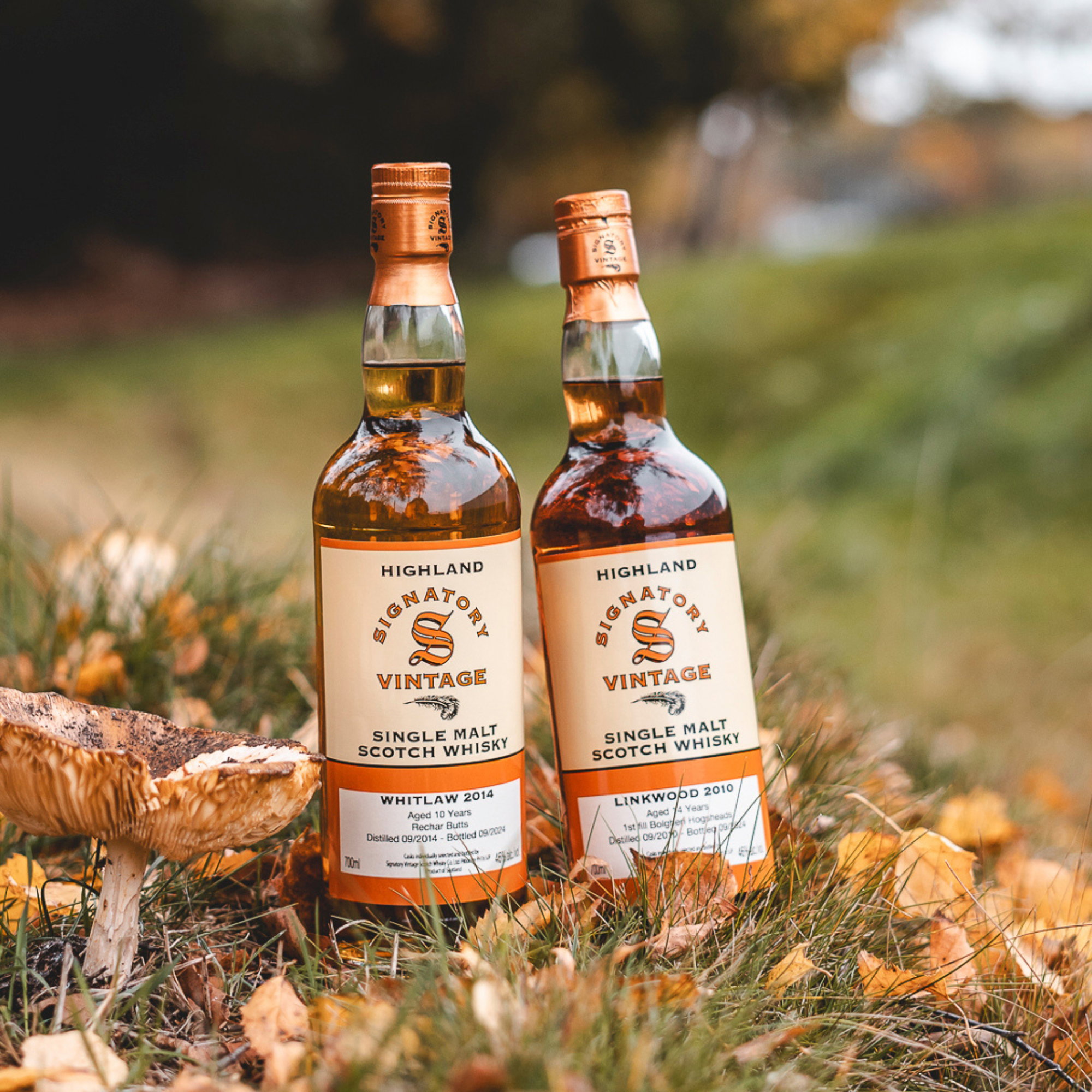 Whitlaw 2014/2024 Sig - Copper